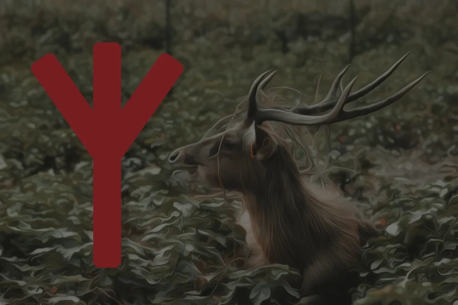 Image shows an elk laying down in a field overlaid with the Algiz rune on the left.